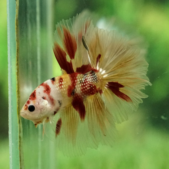 Galaxy Koi Halfmoon - 12 weeks old