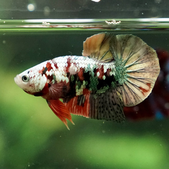 Copper/Gold Galaxy Koi Plakat - 14 Weeks Old