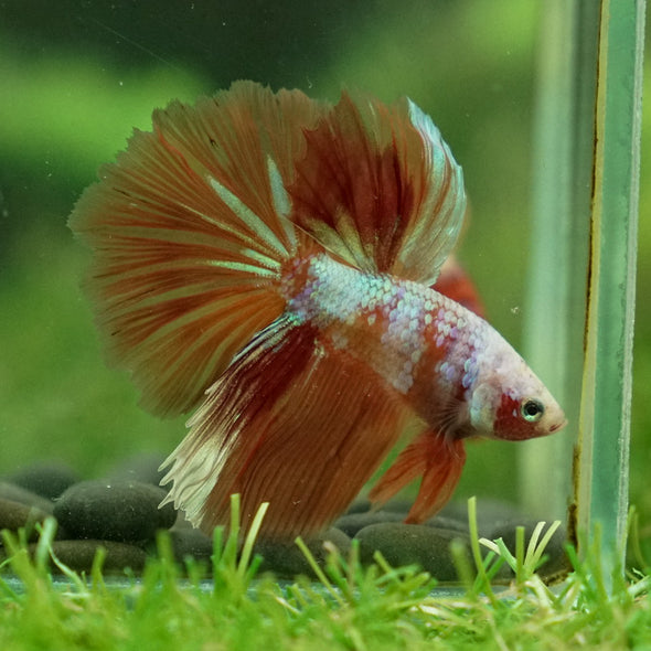 Galaxy Koi Halfmoon - 11 weeks old