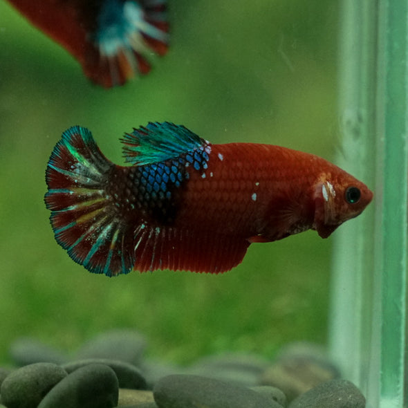 Red Fancy Plakat 13 Week Old- Female