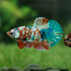 Multicolor/Galaxy Koi Plakat -15 weeks Old