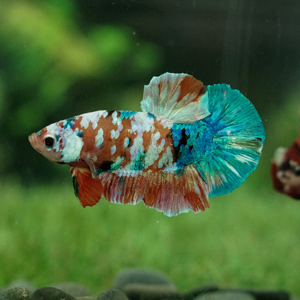 Multicolor/Galaxy Koi Plakat -15 weeks Old