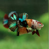 Multicolor/Galaxy Koi Plakat -11 weeks Old