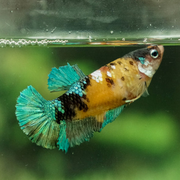 Multicolor/galaxy Koi Plakat- Female