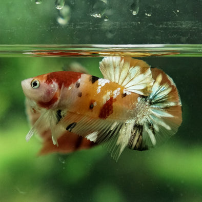 Copper/Gold Galaxy Koi Plakat - 11 Weeks Old