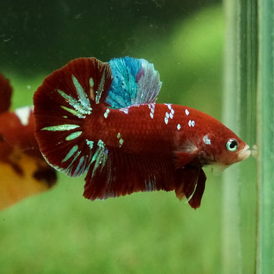 Multicolor/Galaxy Koi Plakat -15 weeks Old