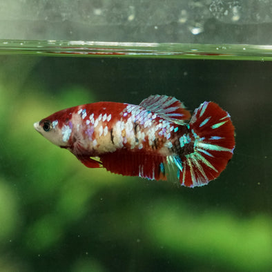 Multicolor/galaxy Koi Plakat- Female