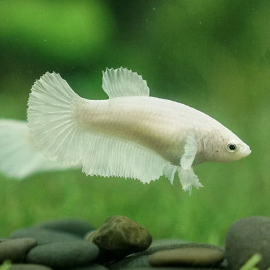 Dumbo Halfmoon- Female