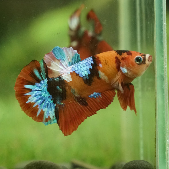 Multicolor/Galaxy Koi Plakat -15 weeks Old