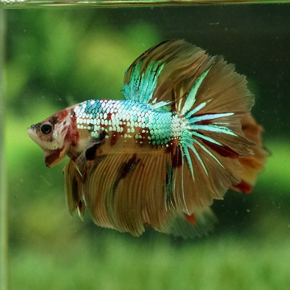 Galaxy Koi Halfmoon - 12 weeks old