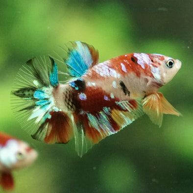 Multicolor/Galaxy Koi Plakat -11 weeks Old