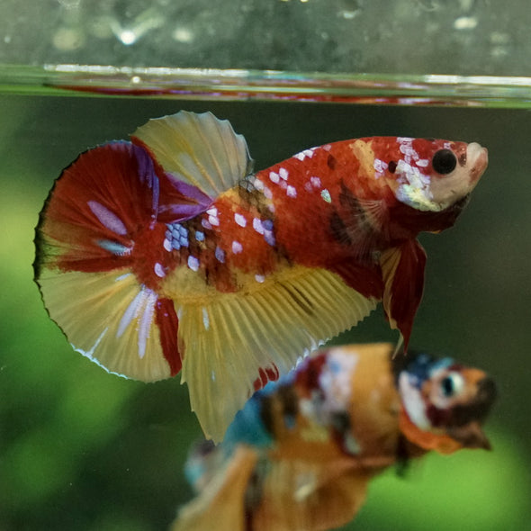 Multicolor/Galaxy Koi Plakat -15 weeks Old