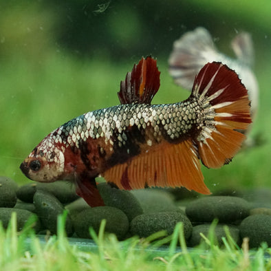 Multicolor/galaxy Koi Plakat- Female