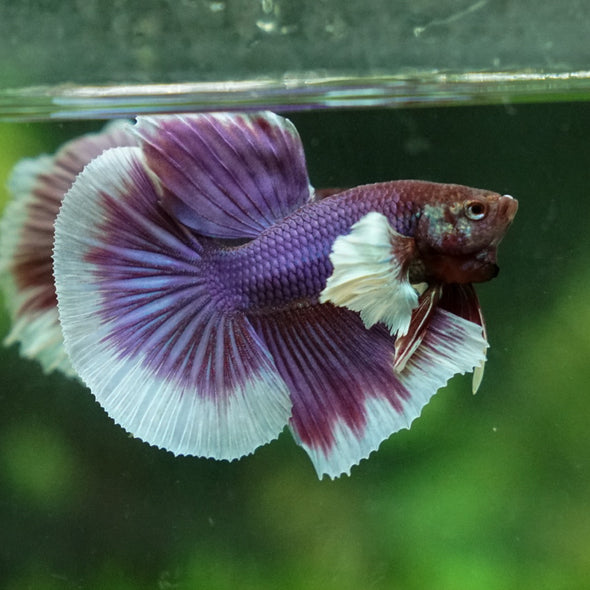 Dumbo Halfmoon - 12 weeks old