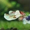 Multicolor/galaxy Dumbo Koi Plakat- Female