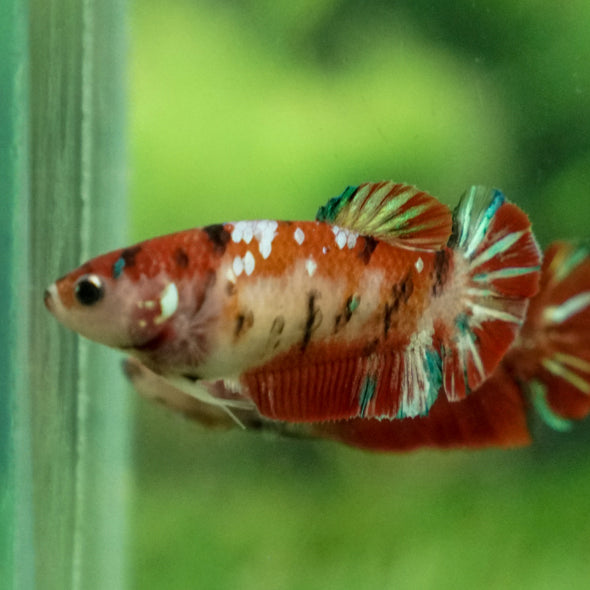 Multicolor/ Galaxy Koi Plakat- Female- 16 Weeks Old