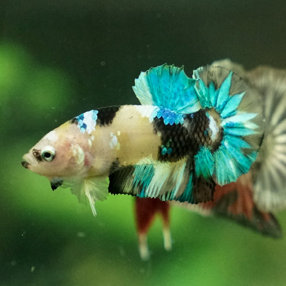 Multicolor/Galaxy Koi Plakat -11 weeks Old