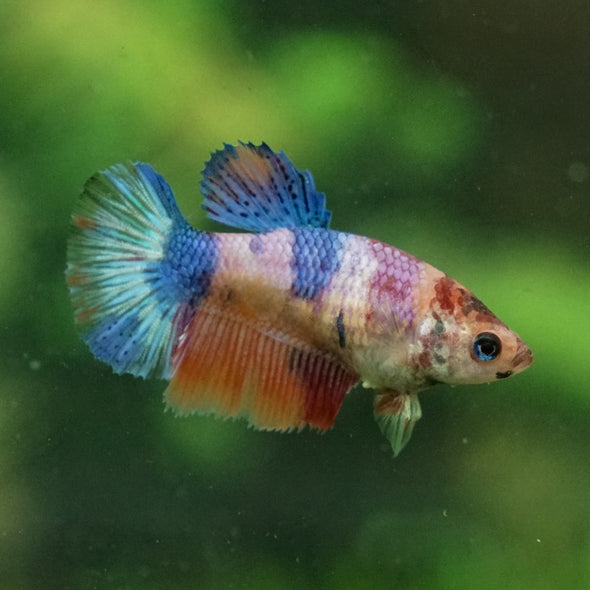 Multicolor Galaxy Halfmoon- Female
