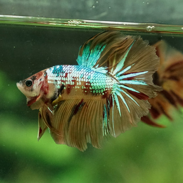 Galaxy Koi Halfmoon - 12 weeks old