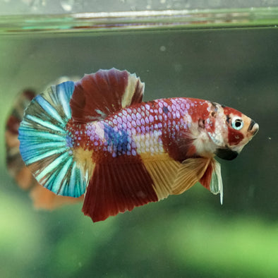 Multicolor/Galaxy Koi Plakat -12 weeks Old