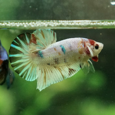 Multicolor/Galaxy Koi Plakat -11 weeks Old