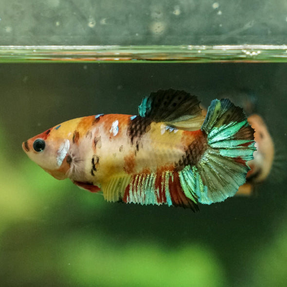 Multicolor/galaxy Koi Plakat- Female