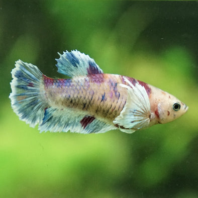 Candy Koi Dumbo Plakat- Female