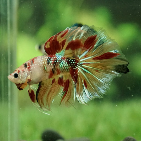 Galaxy Koi Halfmoon - 12 weeks old