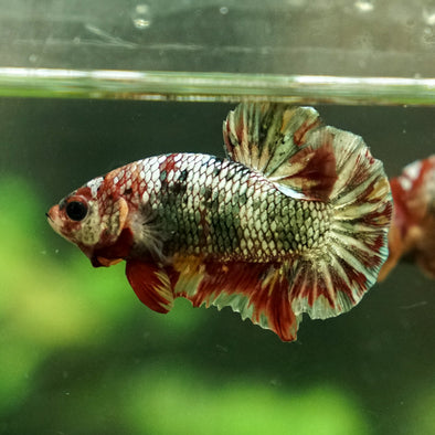 Multicolor/Galaxy Koi Plakat -12 weeks Old