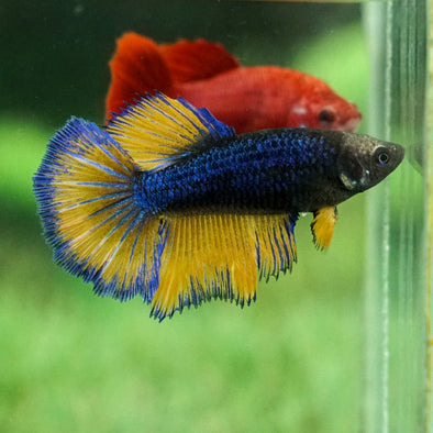 Mustard Gas Halfmoon - Female