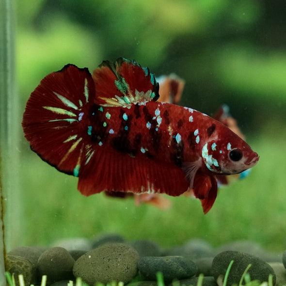 Multicolor/Galaxy Koi Plakat -15 weeks Old