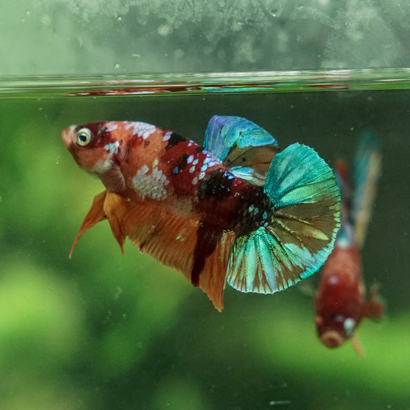 Multicolor/Galaxy Koi Plakat -13 weeks Old