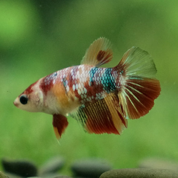 Koi Halfmoon - Female