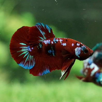 Multicolor/Galaxy Koi Plakat -14 weeks Old