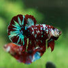 Multicolor/Galaxy Koi Plakat -15 weeks Old