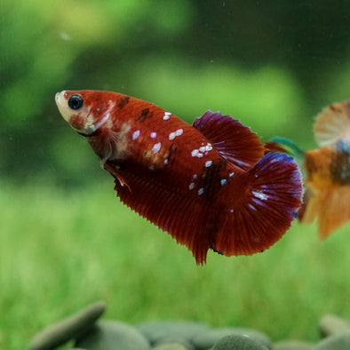 Galaxy Koi Plakat- Female