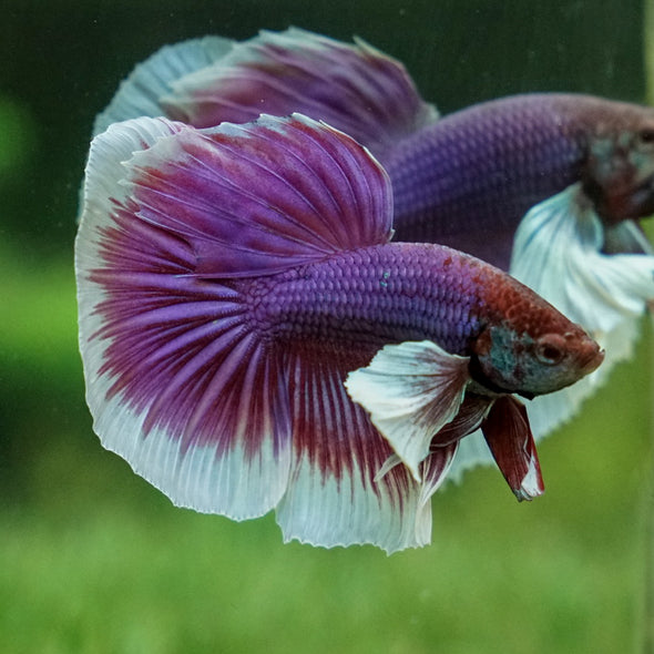 Dumbo Halfmoon - 12 weeks old