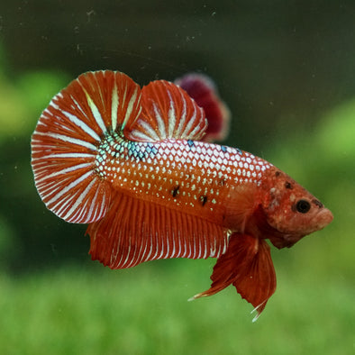 Giant Multicolor/ Galaxy Koi-15 weeks Old