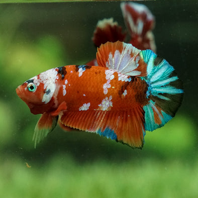 Multicolor/Galaxy Koi Plakat -16 weeks Old