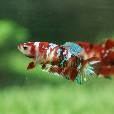 Galaxy Koi Plakat- Female