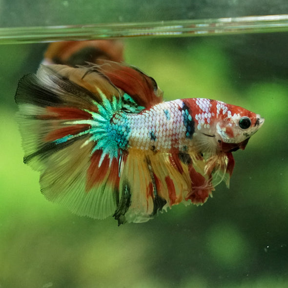 Galaxy Koi Halfmoon - 14 weeks old