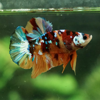 Multicolor/Galaxy Koi Plakat - 13Weeks Old