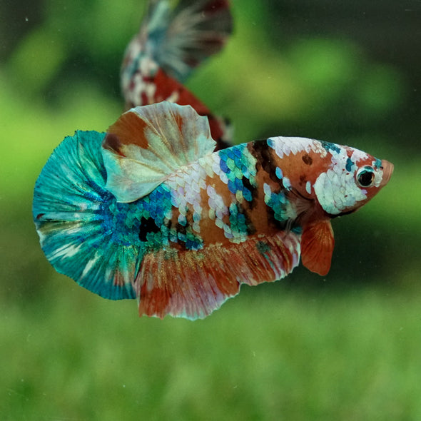 Multicolor/Galaxy Koi Plakat -15 weeks Old