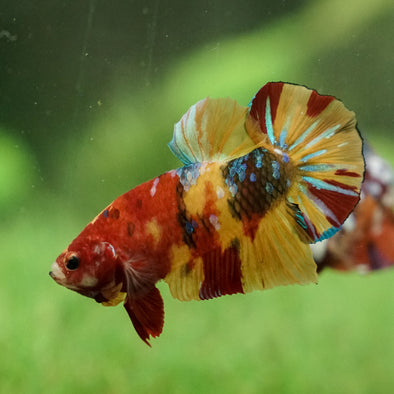 Multicolor/Galaxy Koi Plakat -13 weeks Old