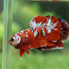 Multicolor/Galaxy Koi Plakat -15 weeks Old