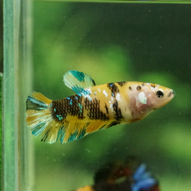 Multicolor/galaxy Koi Plakat- Female