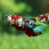 Multicolor/galaxy Dumbo Koi Plakat- Female