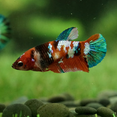 Multicolor/galaxy Koi Plakat- Female