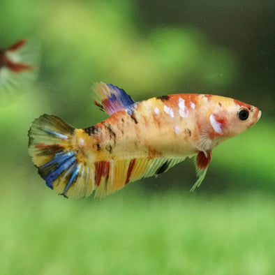 Galaxy Koi Plakat- Female