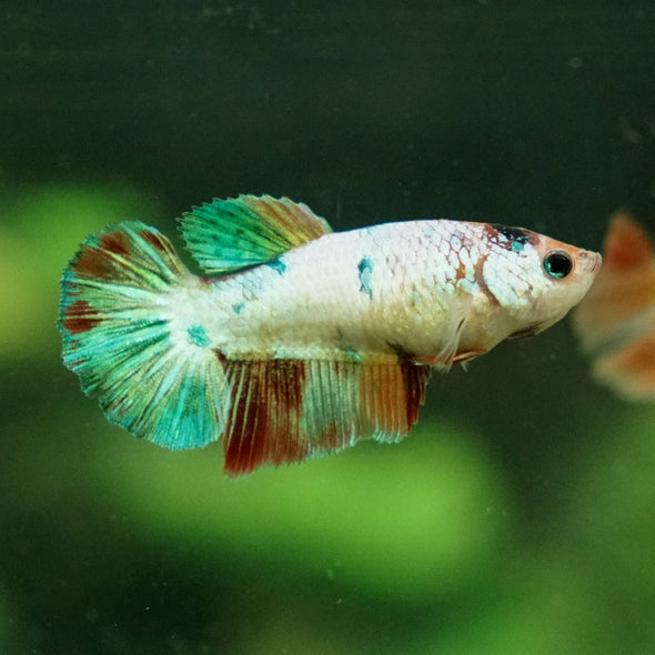 Koi Halfmoon - Female